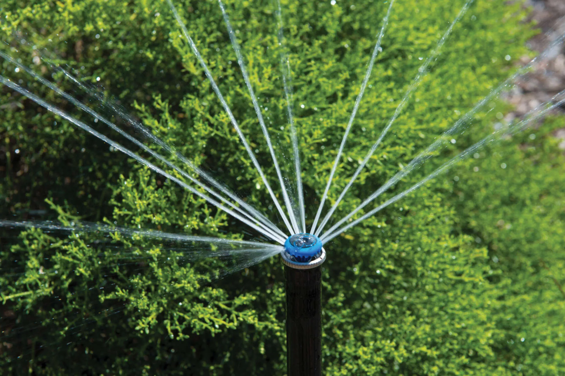 midland-irrigation-mp-rotator-nozzle-hunter-sprinkler-L251020 Hunter MP Rotator nozzle sprinkler head with blue top spraying multiple water streams in radial pattern for efficient lawn irrigation